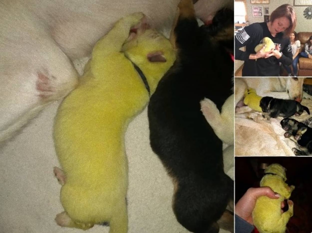 白いシェパード犬から 黄緑色の子犬が産まれ ハルク と名付けられる アメリカ カラパイア 白いシェパード犬から 黄緑色の子犬が産まれ ハルク と名付けられる アメリカ カラパイア