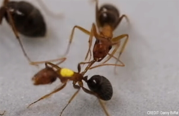 アリの衛生兵がすごい！仲間を救うため足の切断手術を行うフロリダオオアリ、成功率は90％