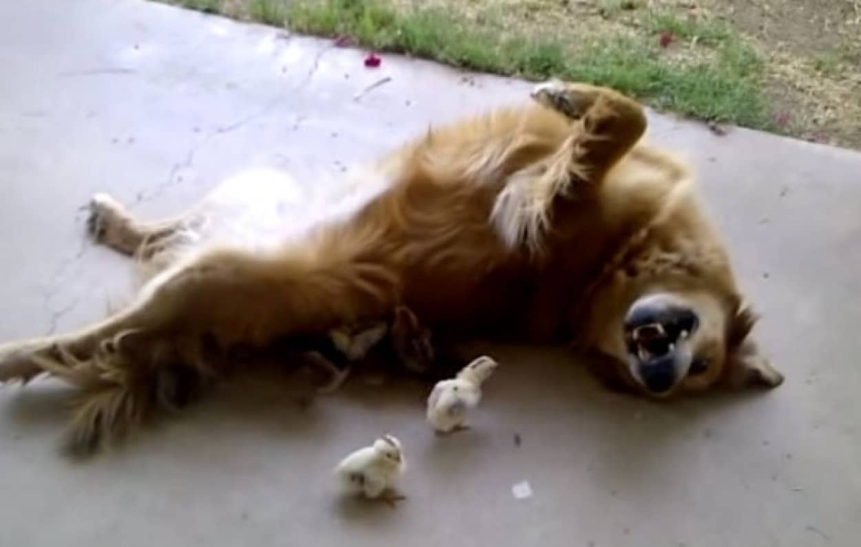 ワンコはある朝突然に 朝目覚めたら飼い犬が10羽の母親となっていた事案 カラパイア ワンコはある朝突然に 朝目覚めたら飼い犬が10羽の母親となっていた事案 カラパイア
