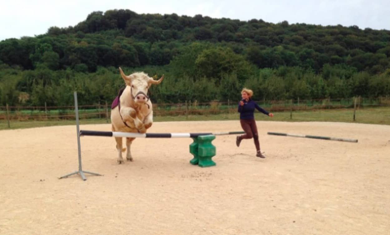 cow1