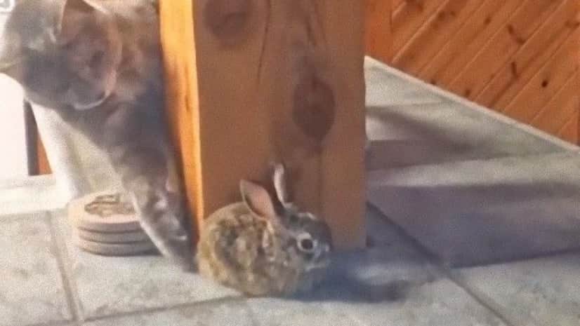 子ウサギをかまいたい猫のそっと優しい肉球つんつん カラパイア