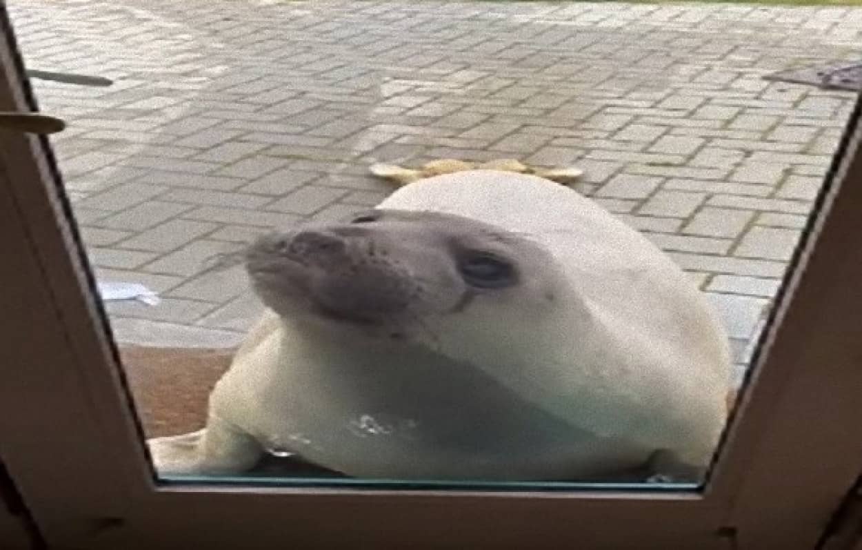 ち っす 人馴れしたゾウアザラシが民家に出没 芝生でまったり昼寝も アメリカ カラパイア