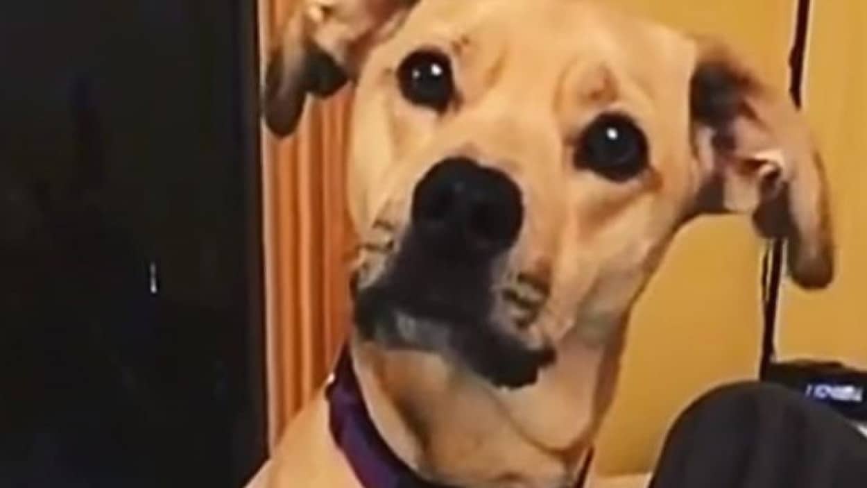 お布団こそ真理 おやすみなさい と至福の眠りにつく犬が幸せそうな件 カラパイア