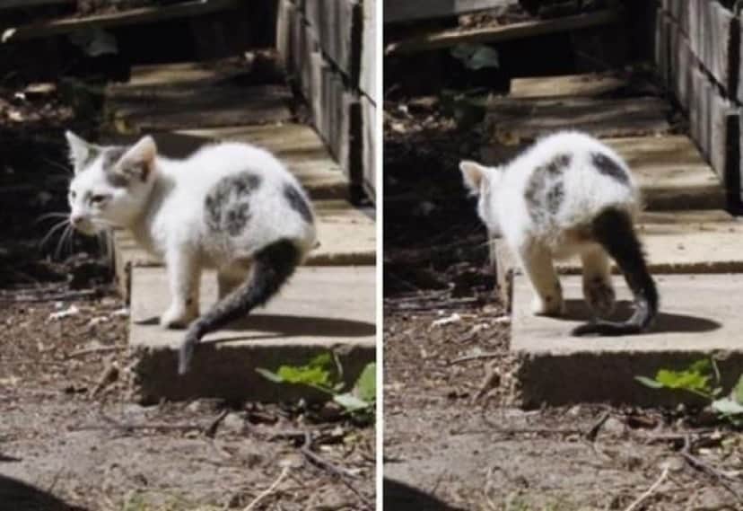 生まれながらにして二本足の子猫 愛ある家族の元もうすぐ1才に カラパイア