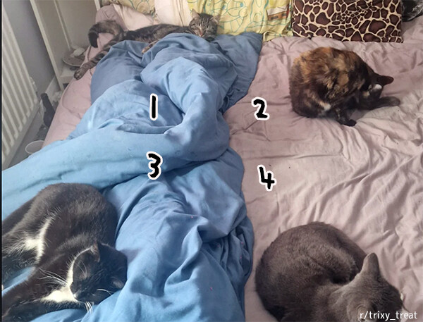 あれ?1匹多くね？ベッドで眠る猫たちの様子を見て気が付いた飼い主
