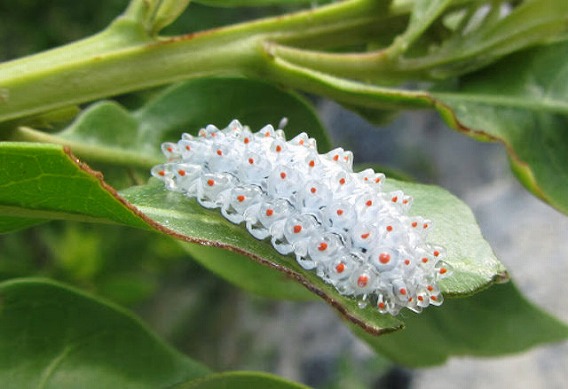 jewel-caterpillar-4