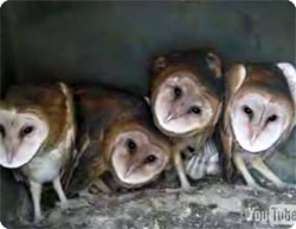 戦慄 フクロウの 見てるだけぇ カラパイア