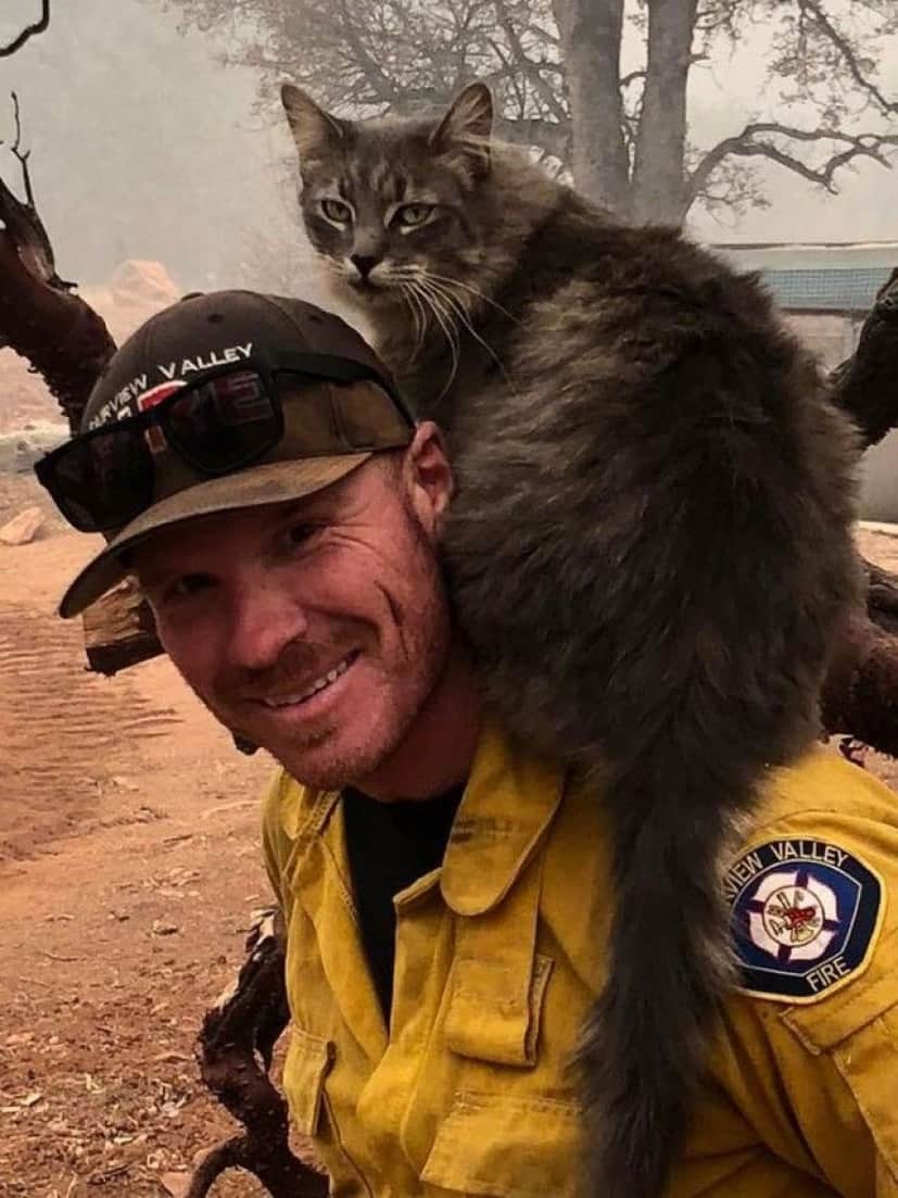 cat-3