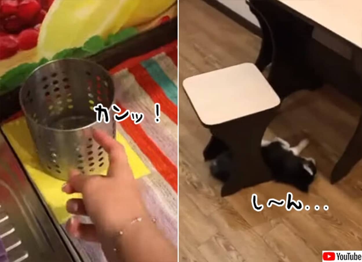 ハスキーの子犬の聴覚テストは素晴らしい成績