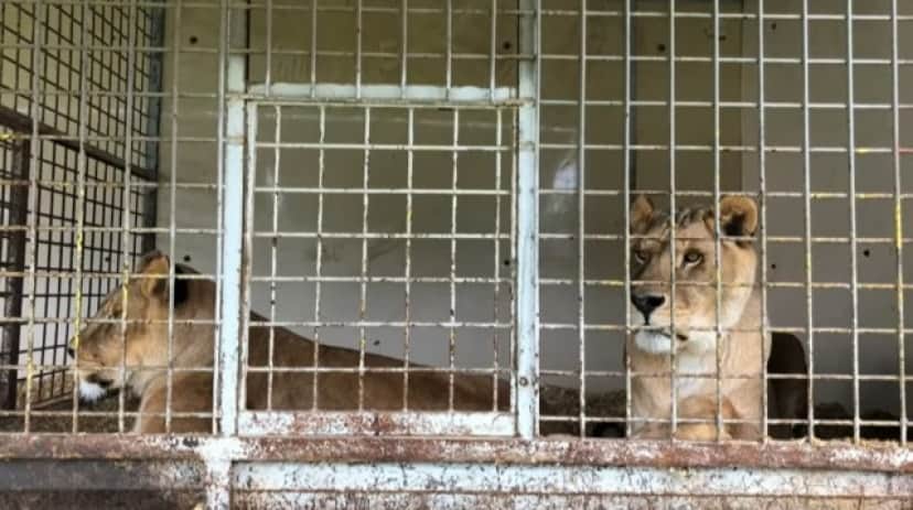 lion2_e