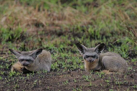 bat eared fox 3