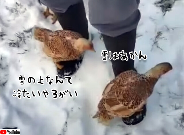 雪は冷たくてあかん。人間の靴の上に乗り移動する方法を覚えたニワトリ