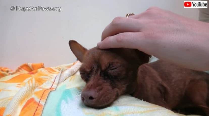 Hope For Paws 飼い主が入院したまま帰らぬ人に 残された愛犬を助けてほしいとの通報にスタッフが急行 カラパイア