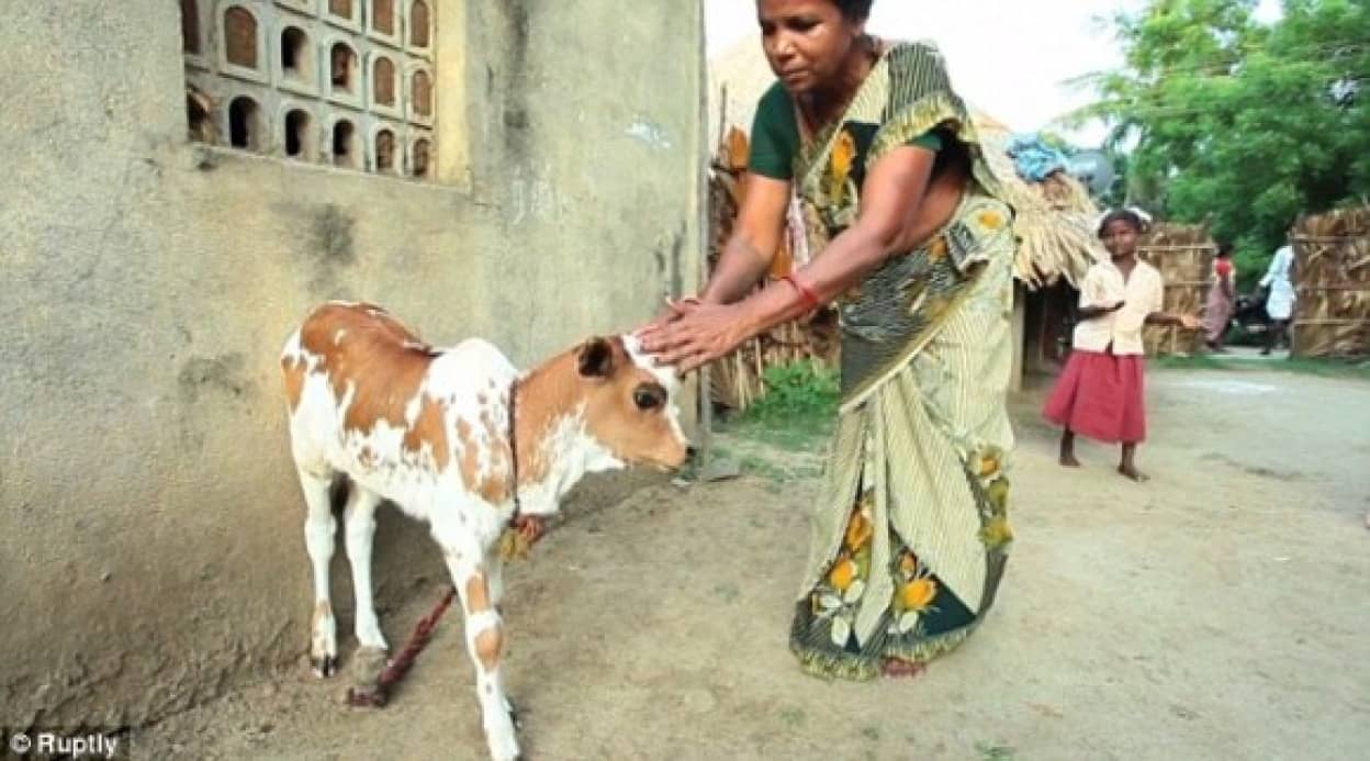 額に第三の目を持つ子牛が生まれる シヴァ神の生まれ変わりとして崇拝対象に インド カラパイア