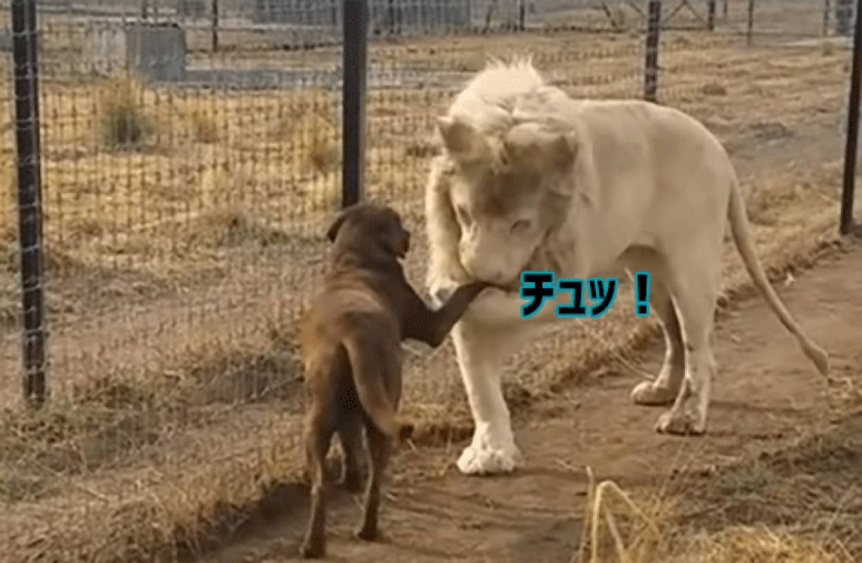 犬 が ライオン の 赤ちゃん を 育てる