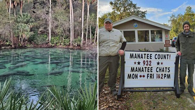マナティが寒すぎて密集、過去最高の1000頭近くが集まったフロリダ州の泉