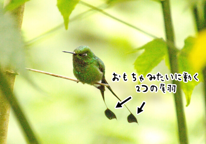 ゼンマイ仕掛けかな？2つの尾羽の動きがかわいいラケットハチドリ