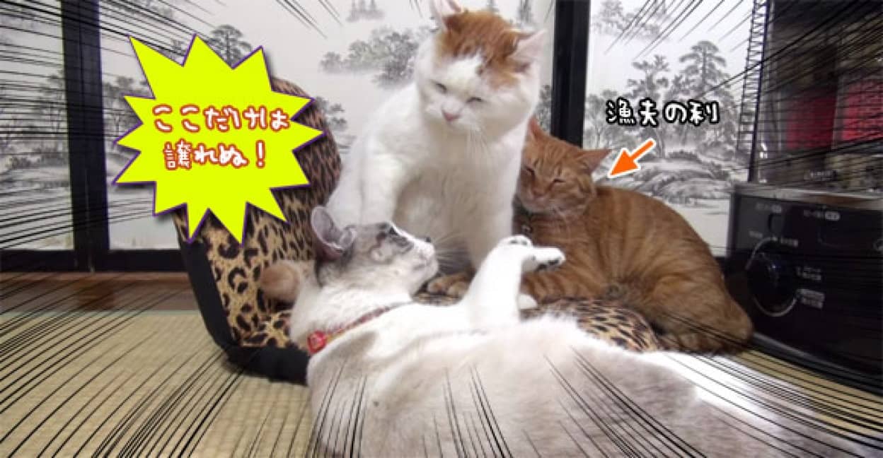 おっとりなシロ猫さんでも ストーブ前の座席に対してだけはアグレッシブです カラパイア おっとりなシロ猫さんでも ストーブ前の座席に対してだけはアグレッシブです カラパイア