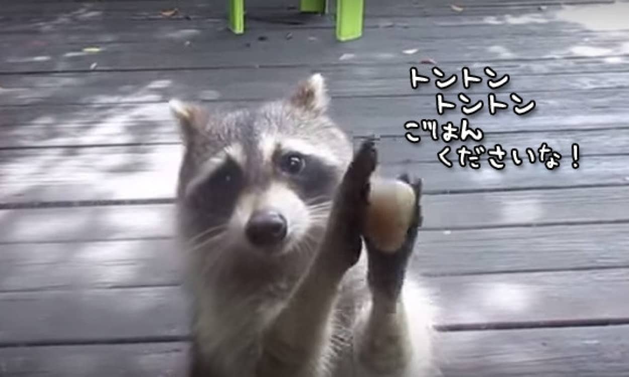 モールス信号 いや違った アライグマがご飯を請求中の音だった カラパイア