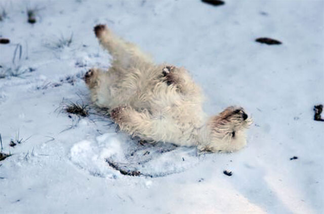 最後にもう一度だけ愛犬に雪を見せたい