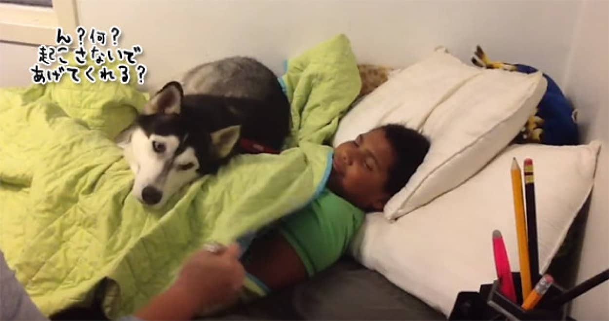 男の子の絶対守護神としてのハスキー犬 母親が朝起こそうとすると カラパイア
