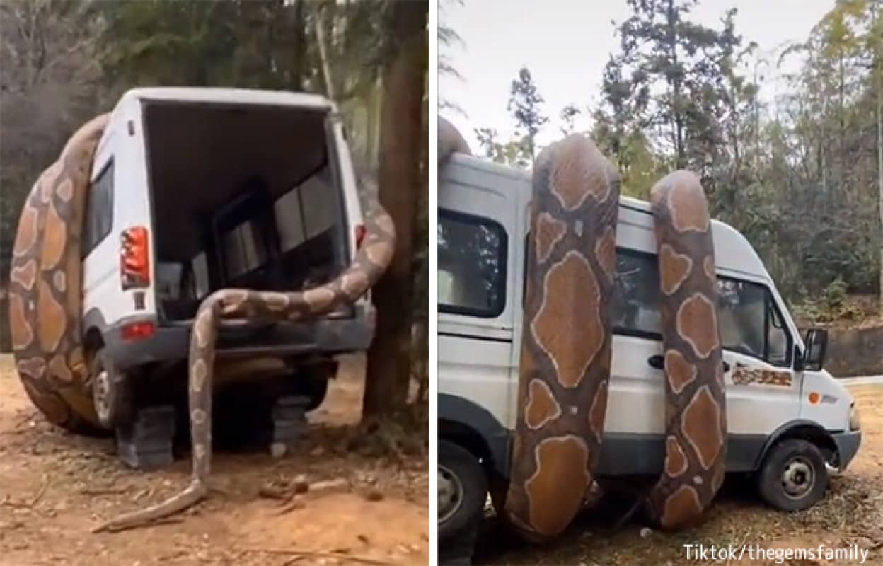 トラックに巻き付く巨大蛇