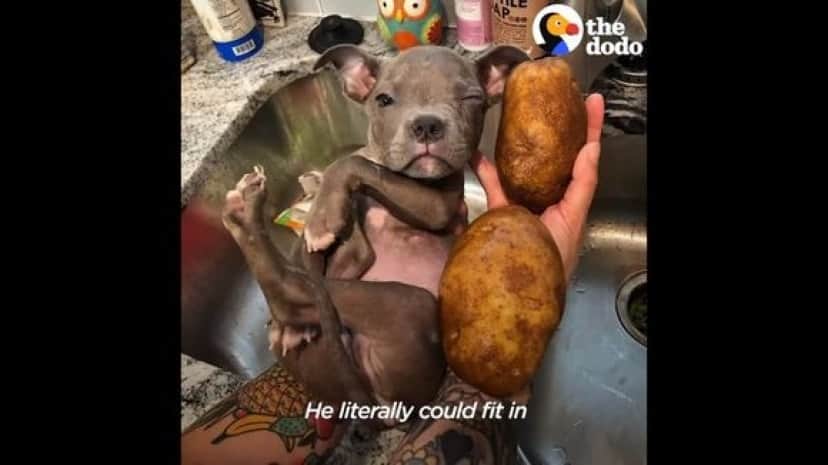 potatoes