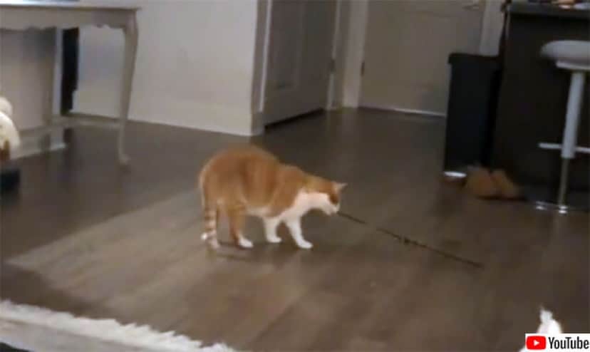 誰も遊んでくれないなら自分でやる 猫じゃらしを自分で振って遊ぶ永久機関な猫 カラパイア