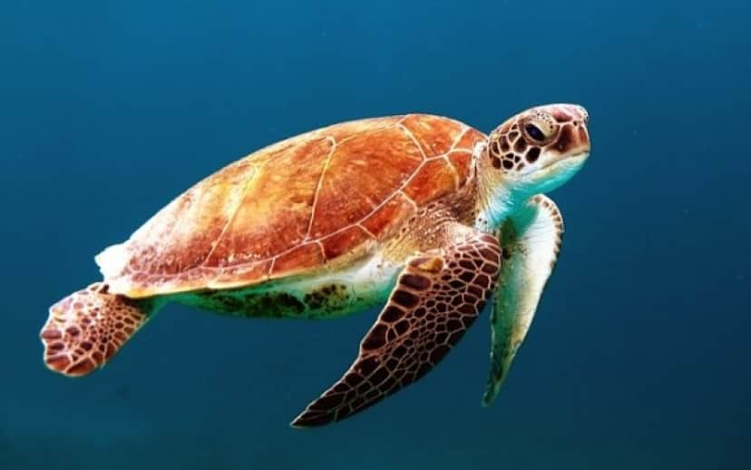 turtle-863336_640_e