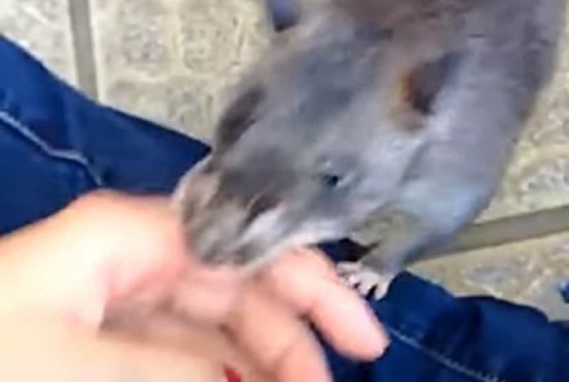 赤ちゃん生んだの 見て見て と飼い主の指を引っ張るアフリカオニネズミのお母さん カラパイア 赤ちゃん生んだの 見て見て と飼い主の指を引っ張るアフリカオニネズミのお母さん カラパイア