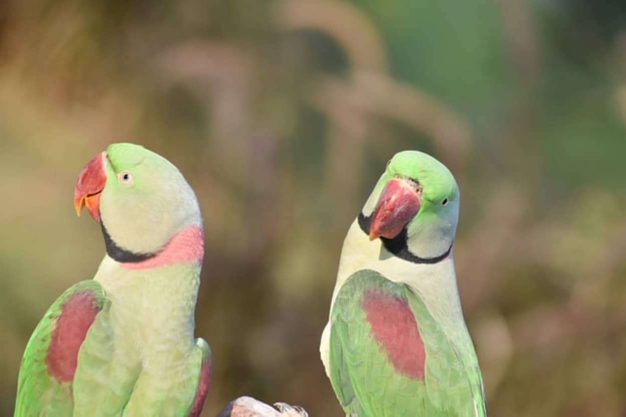 イギリスで増殖する野生化したワカケホンセイインコ ロンドンでは5万羽に及び怪しげな都市伝説も カラパイア