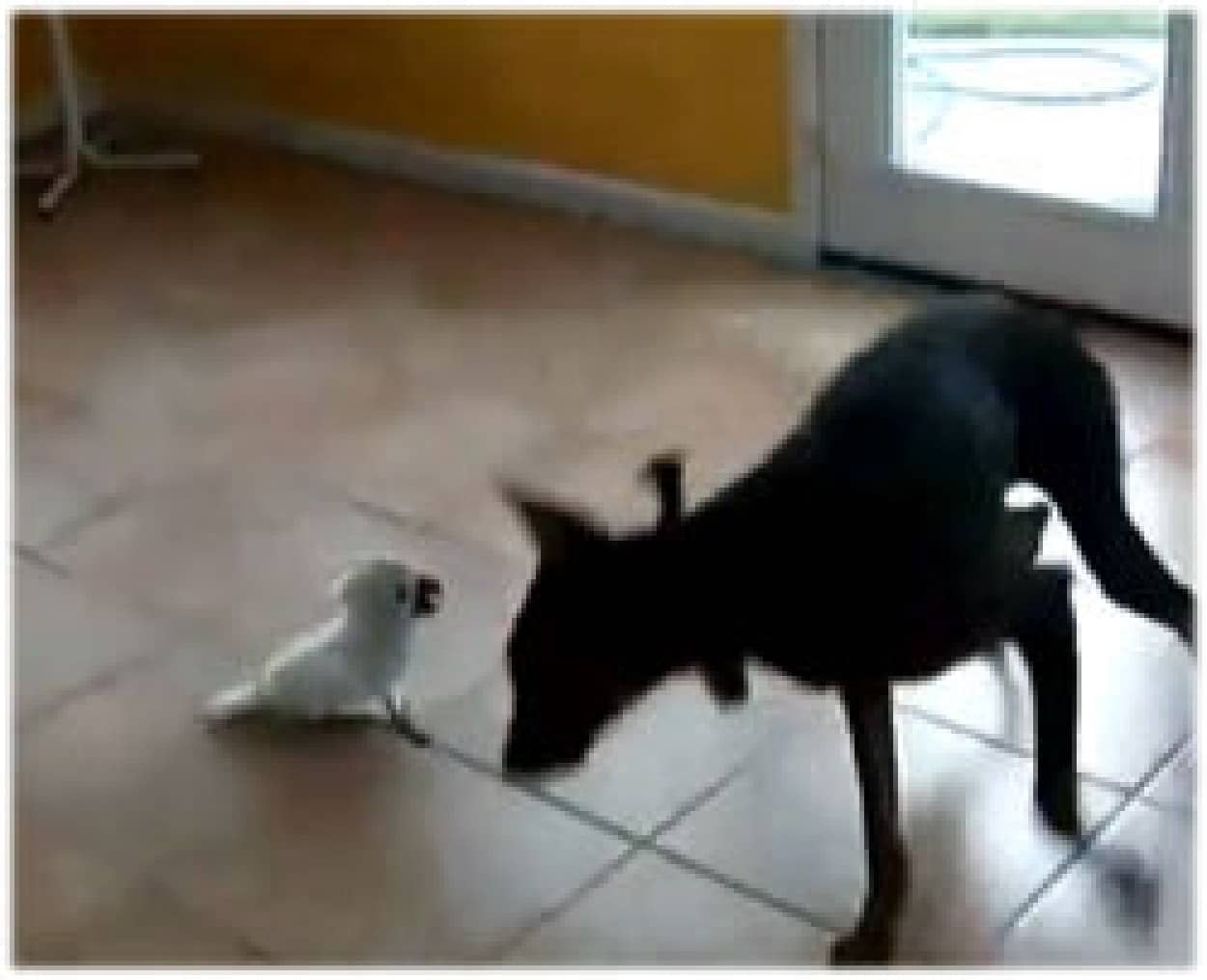 ハウスに入ったら手をだすな 犬vsボタンインコの仲良し喧嘩 カラパイア