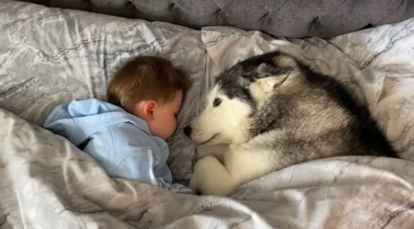 Husky4_e
