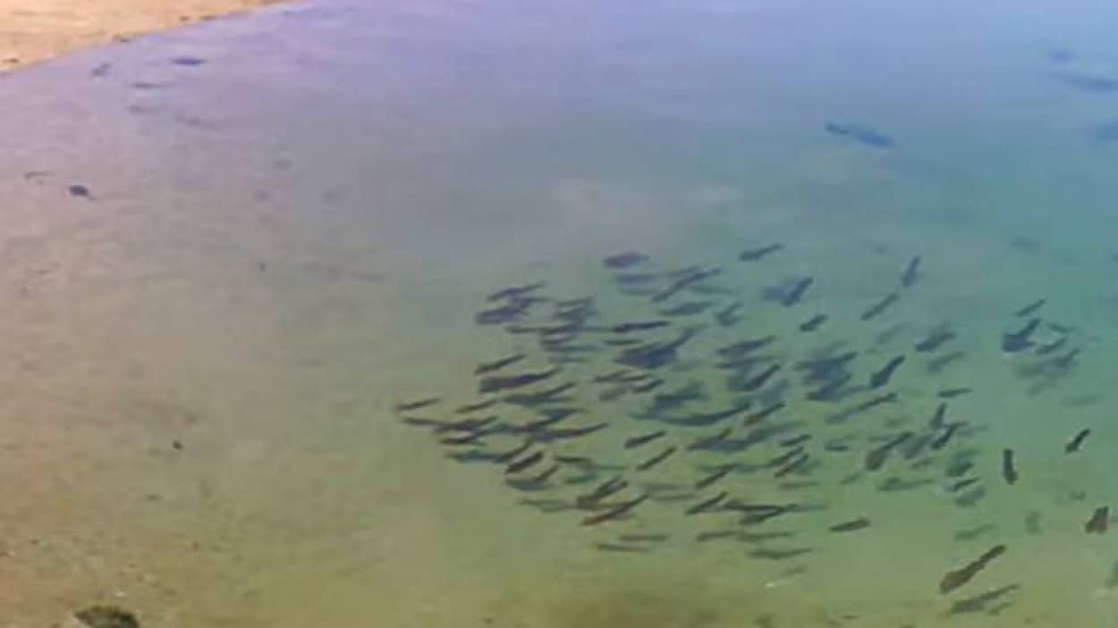 無事に海に戻れたならいいんだけど 巨大な潮だまりにに取り残されたイカたち カラパイア 無事に海に戻れたならいいんだけど 巨大な潮だまりにに取り残されたイカたち カラパイア