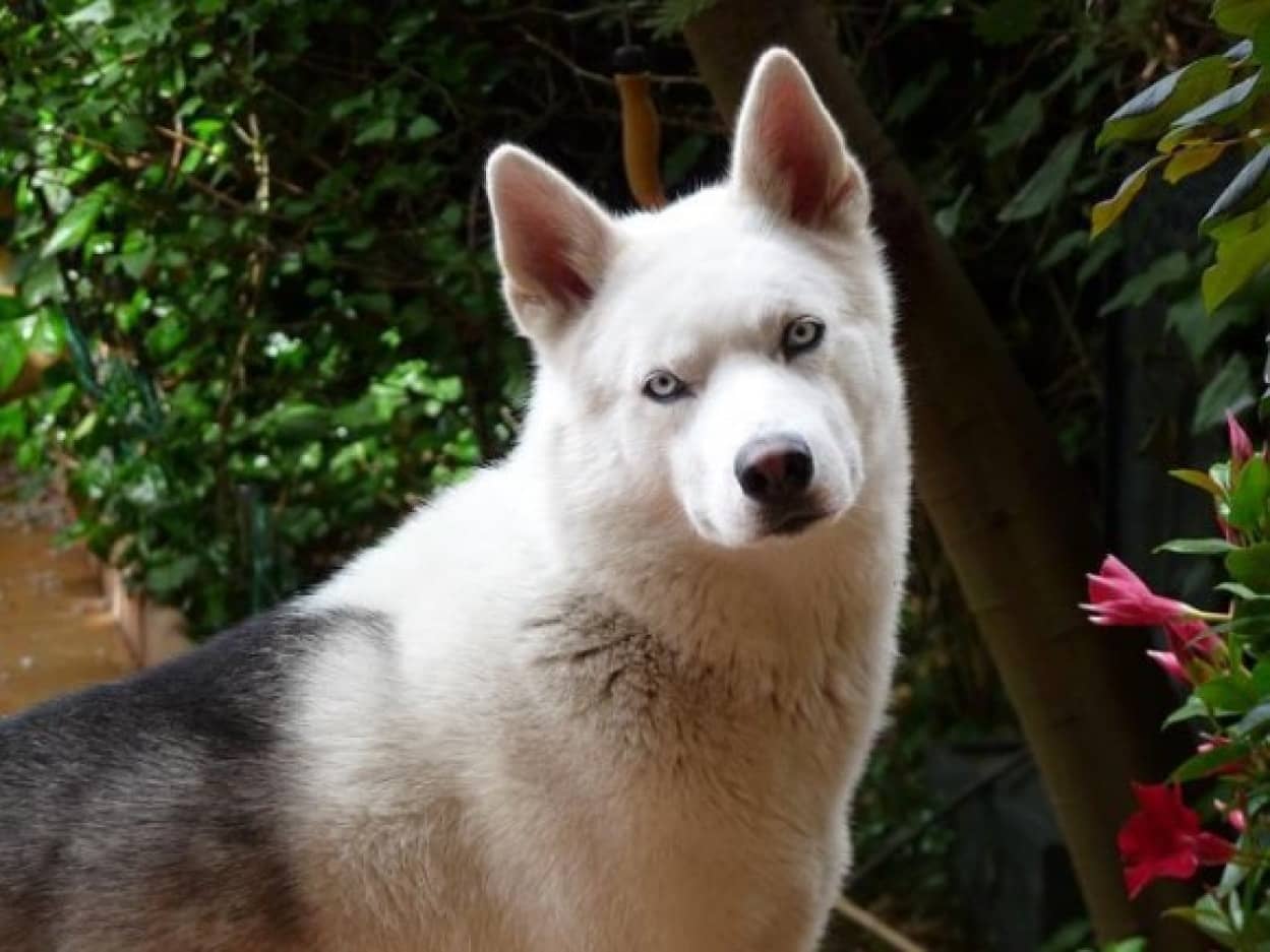 siberian-husky-gd0ce39e27_640_e