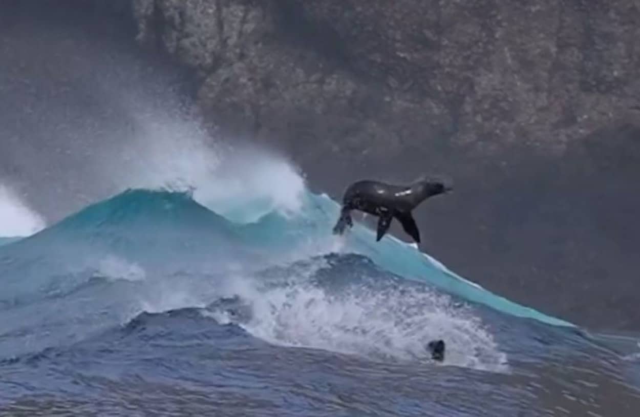 躍動感パネェ 巨大な波でサーフィンするアシカたち カラパイア