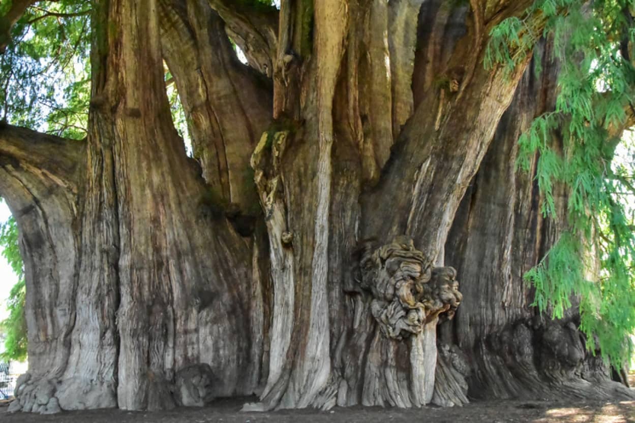 世界最大の幹の太さを持つトゥーレの木