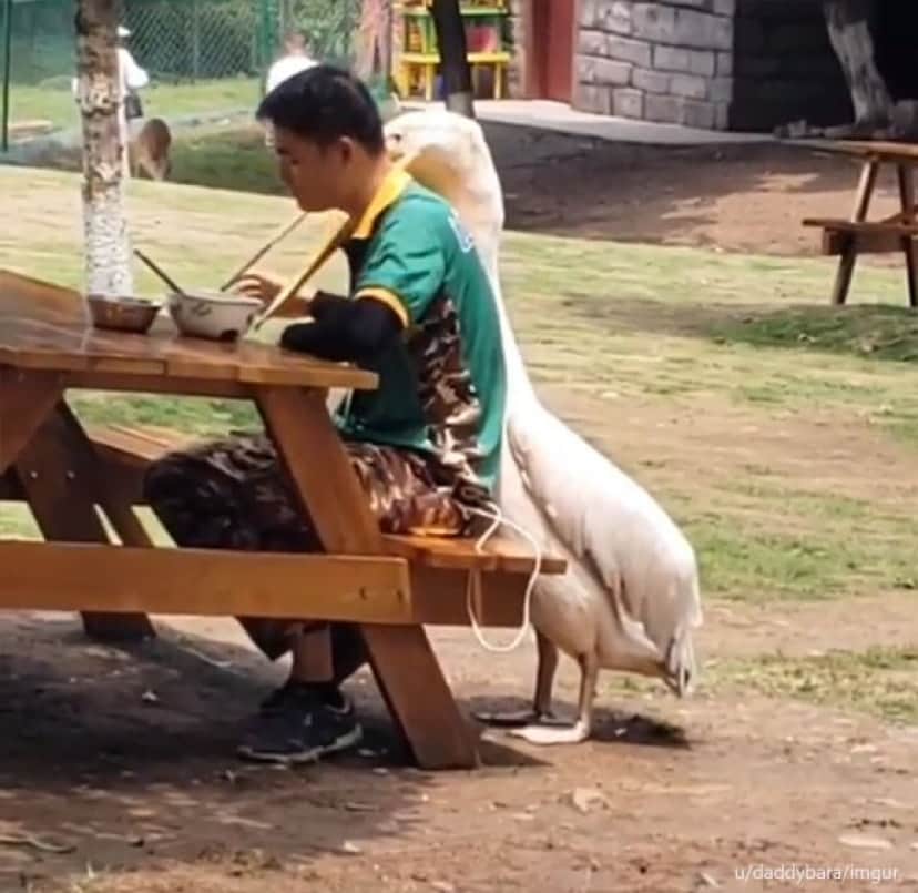 ペリカンにロックオンされた男性 食事中にくちばしの袋を頭にすっぽり被せられる カラパイア