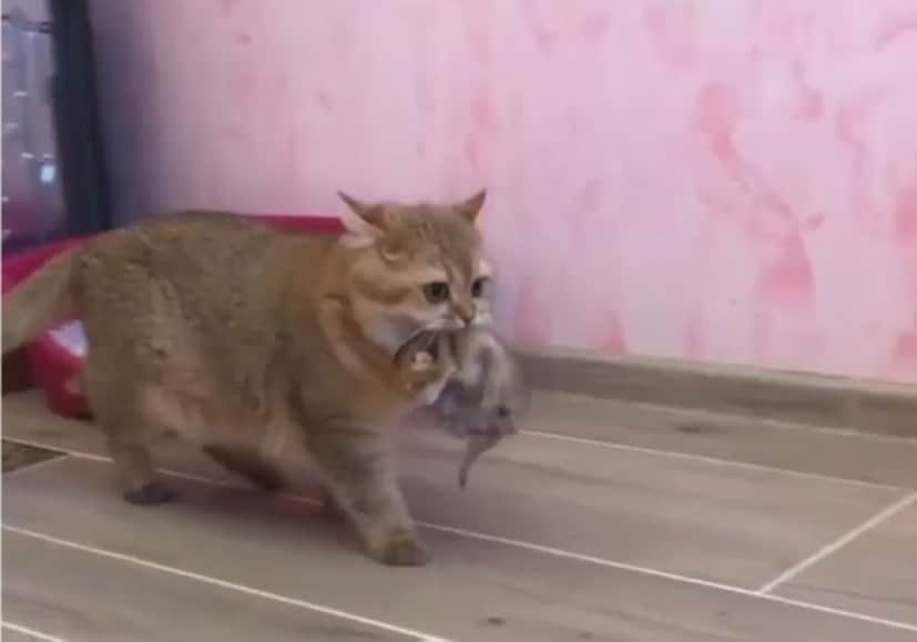 猫だって子育てするなら立派な家の方がいい 子猫を新居に運ぶお母さん カラパイア 猫だって子育てするなら立派な家の方がいい 子猫を新居に運ぶお母さん カラパイア