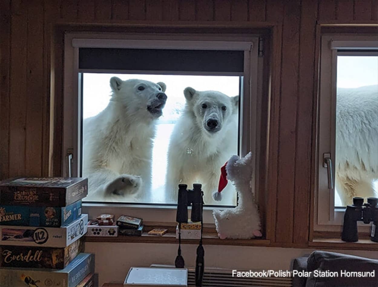 北極観測基地の窓際から顔を見せるホッキョクグマたち