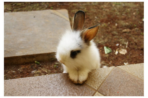 tumblr_lc35b8ECAv1qzp2x4o1_500