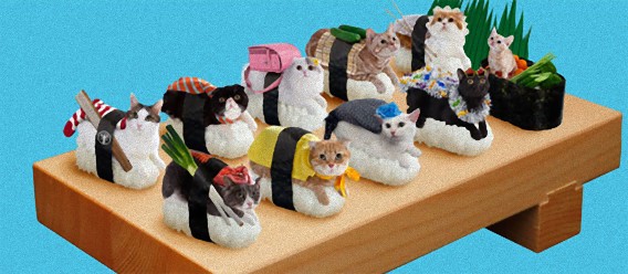 寿司に乗った猫 ネコずしニャー太 が海外でも話題に カラパイア
