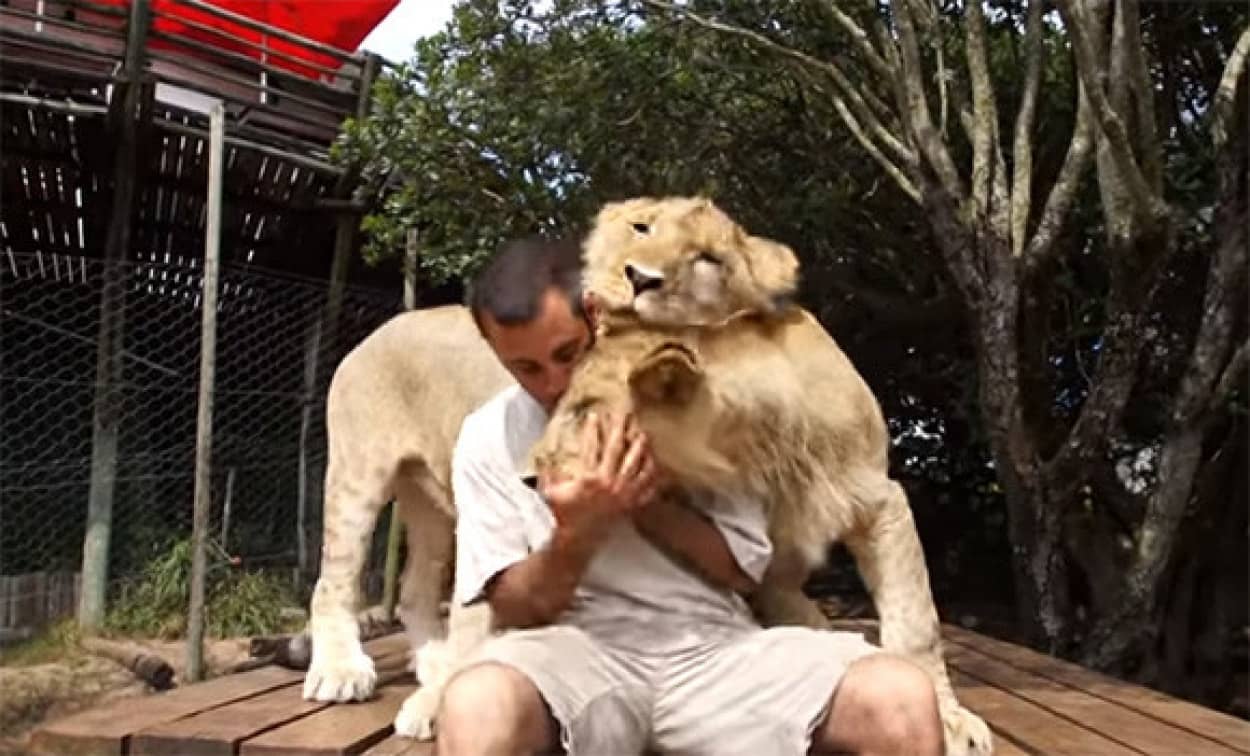 ライオンに愛されすぎた男 スリスリペロペロされまくり カラパイア