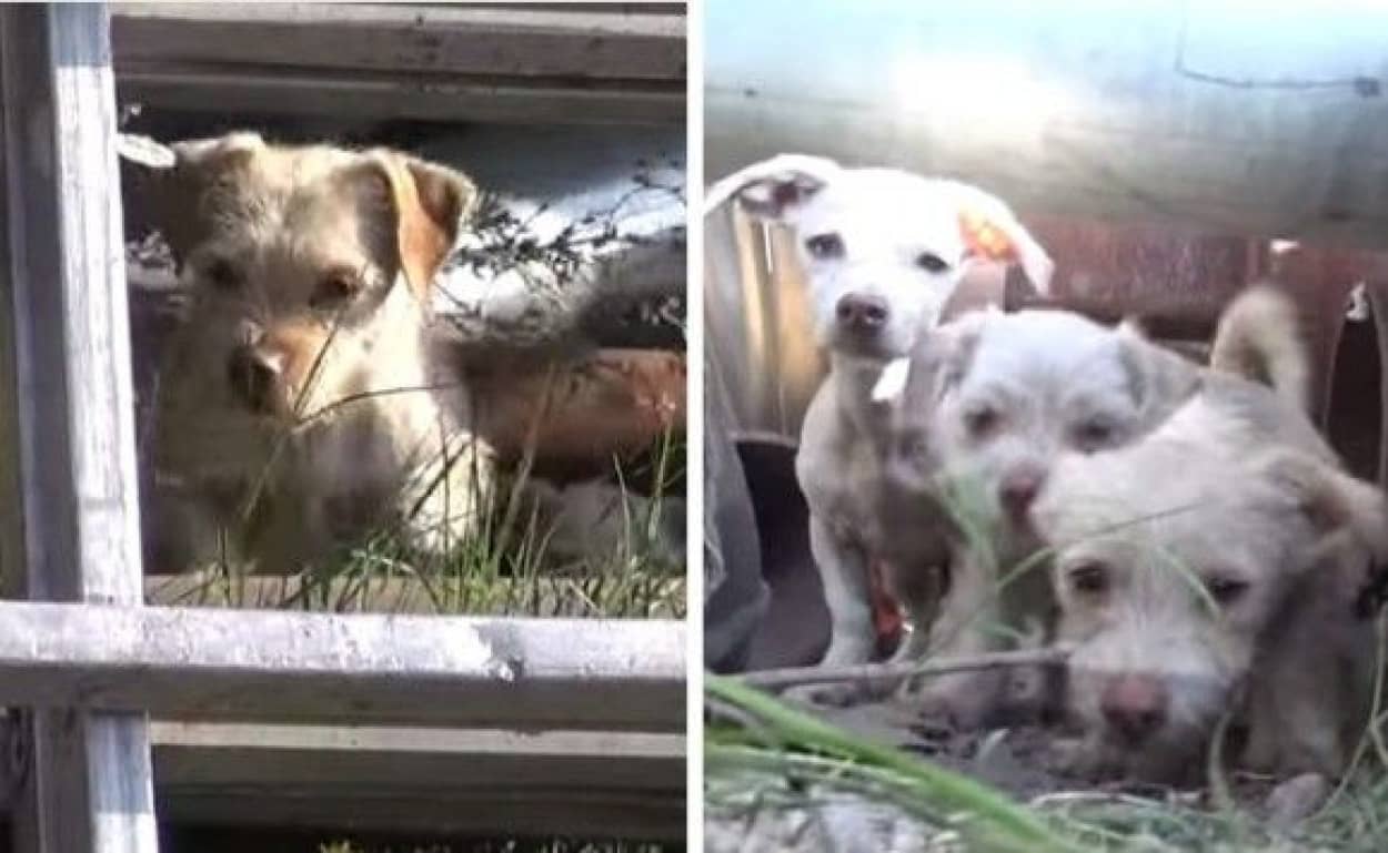 dog-dad-rescue-3_e