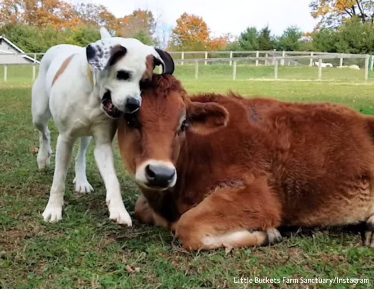 牛と犬の友情物語