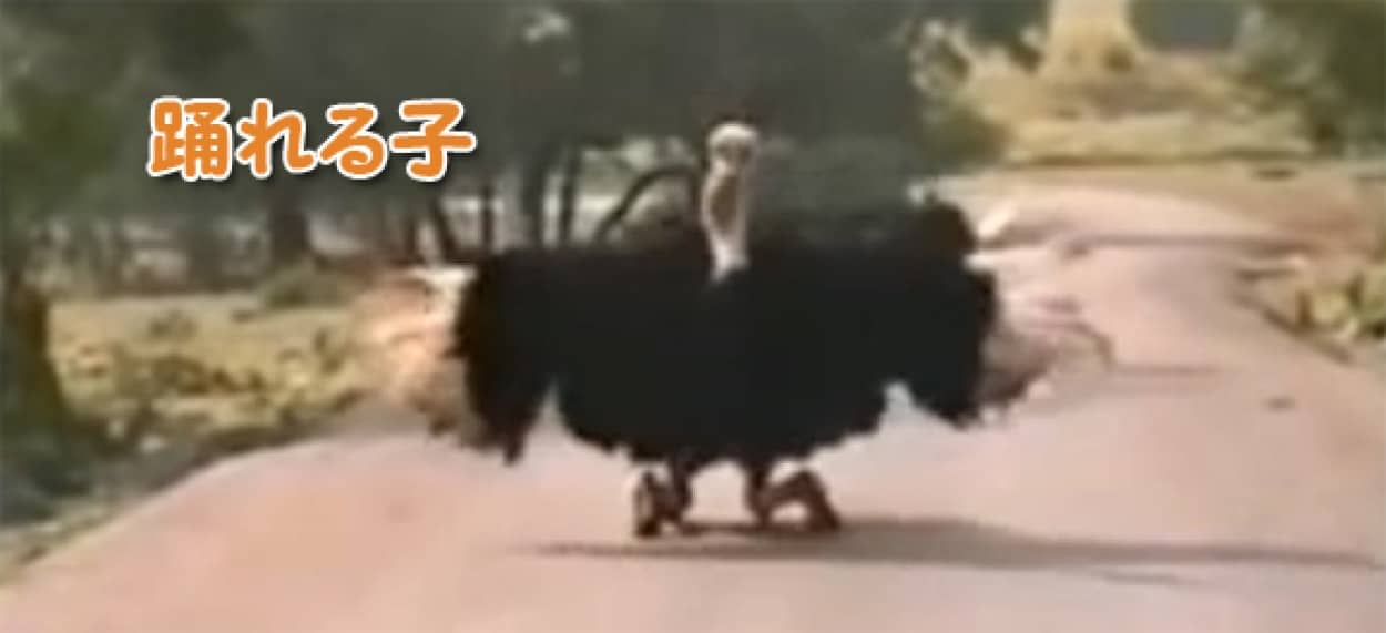 ダチョウの翼は踊るためにあった 飛べないけども踊りのセンスが抜群に高いダチョウのダンス カラパイア