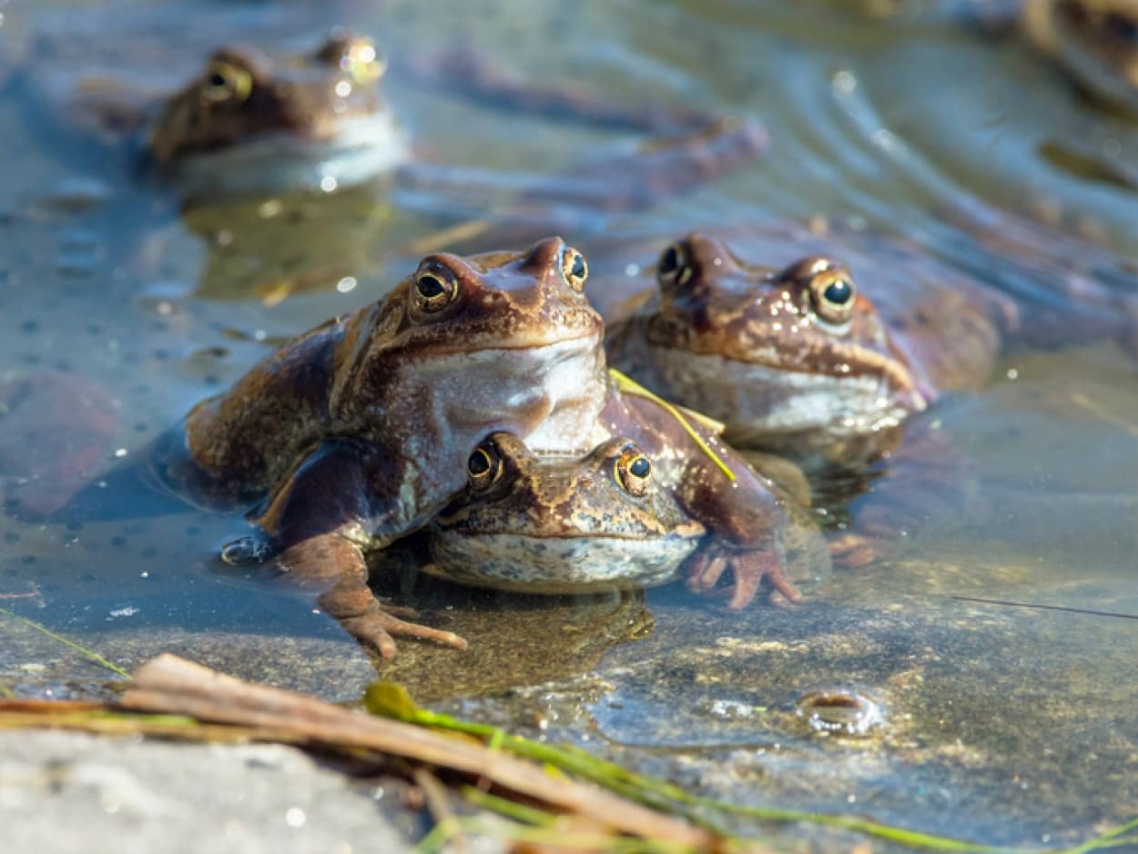 オスと交尾したくないとカエルのメスは死んだふりをする