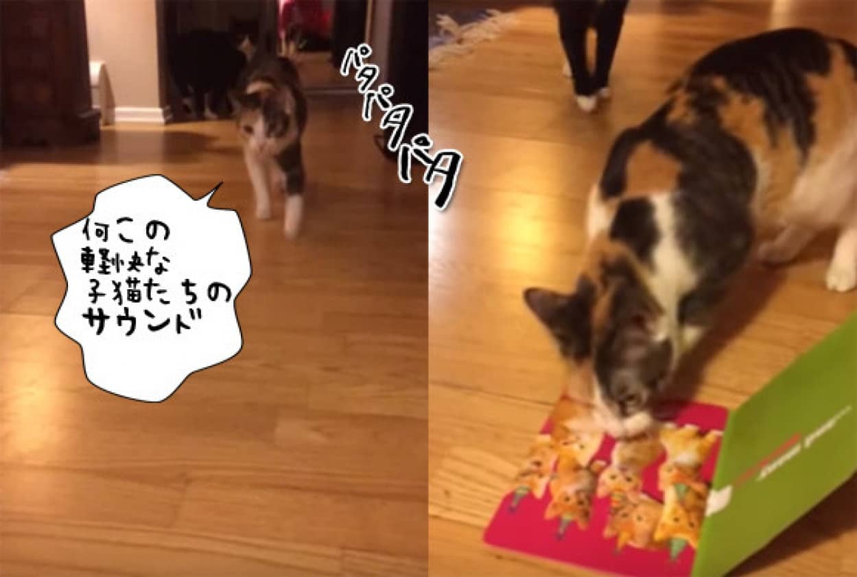 まあ大変 子猫の鳴き声がするバースデーカードに母性が炸裂したメス猫のとった行動は カラパイア まあ大変 子猫の鳴き声がするバースデーカードに母性が炸裂したメス猫のとった行動は カラパイア