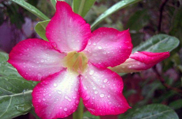 きれいな花には殺傷力 人を死に至らしめるほどの猛毒を持つ10の花 カラパイア
