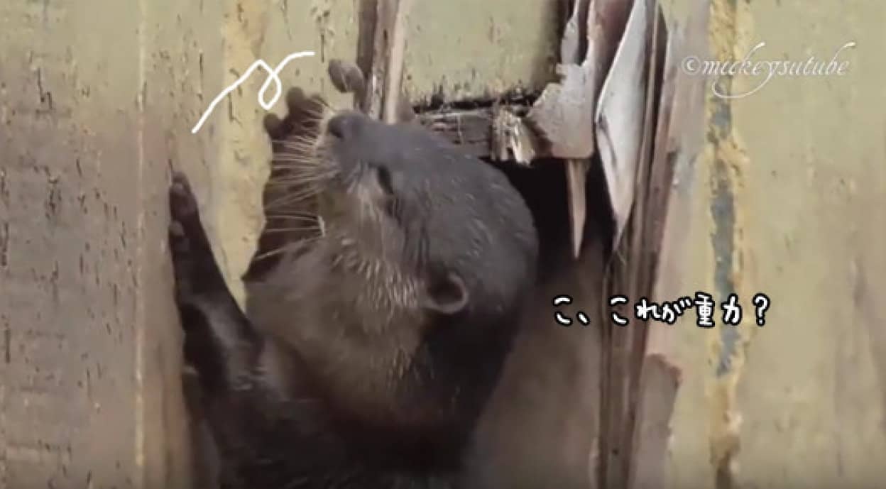 物理学の法則を学びしカワウソ 石を壁に投げて怪しい動き カラパイア 物理学の法則を学びしカワウソ 石を壁に投げて怪しい動き カラパイア